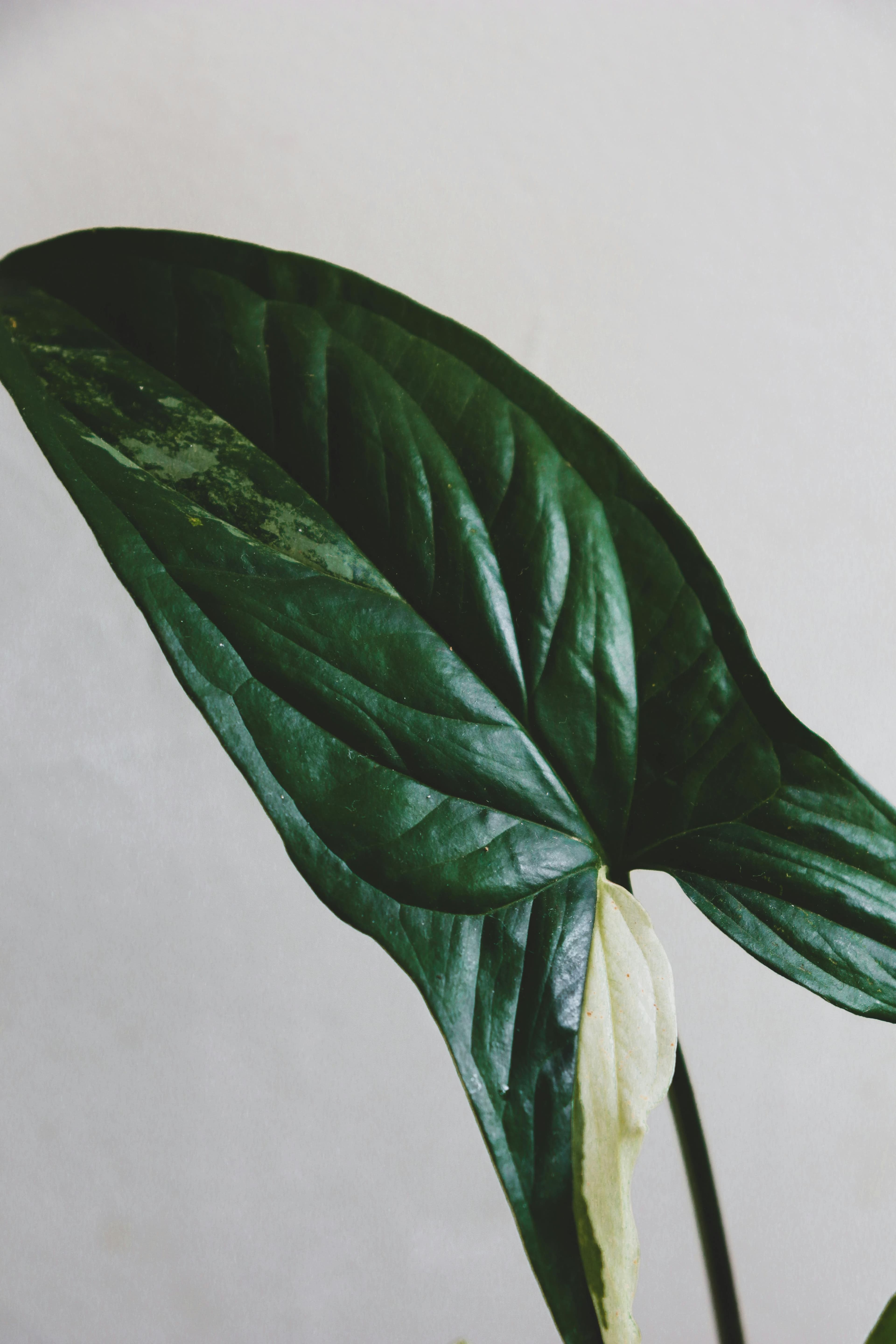 Glossy anthurium leaves forming a dark botanical background
