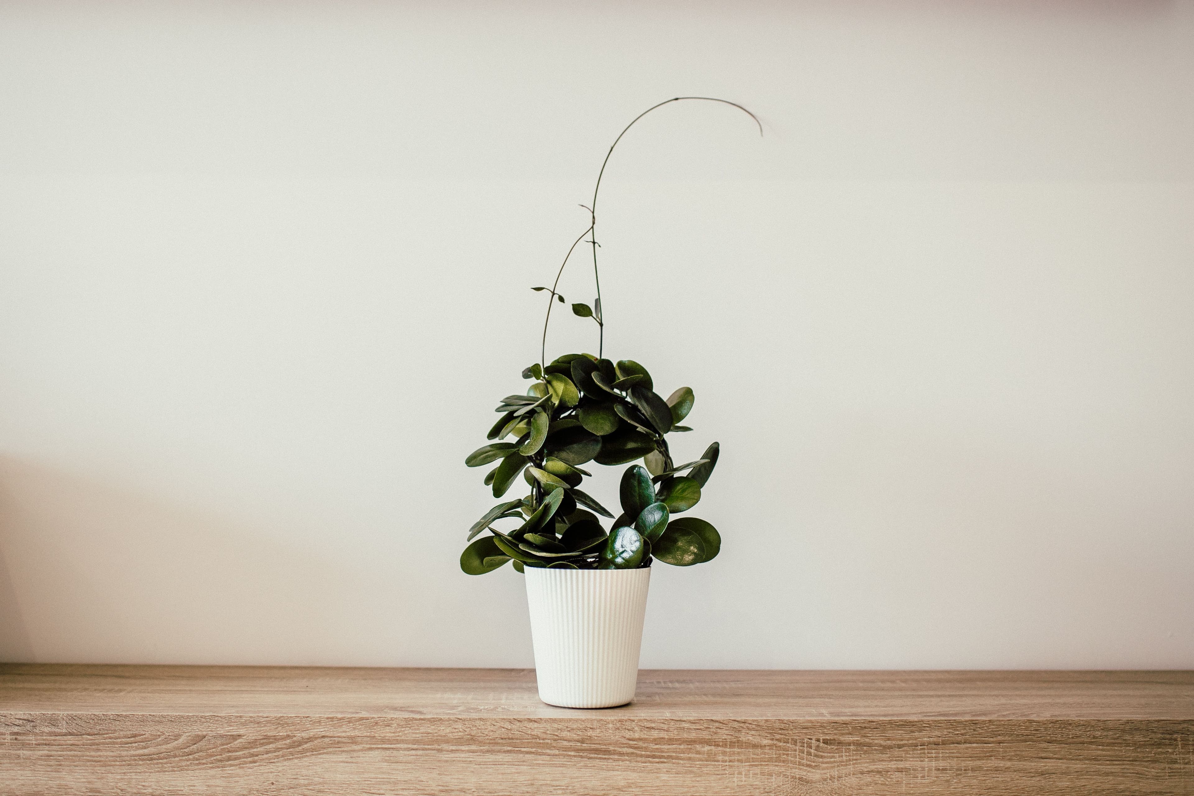A minimal potted hoya used as a quiet botanical detail