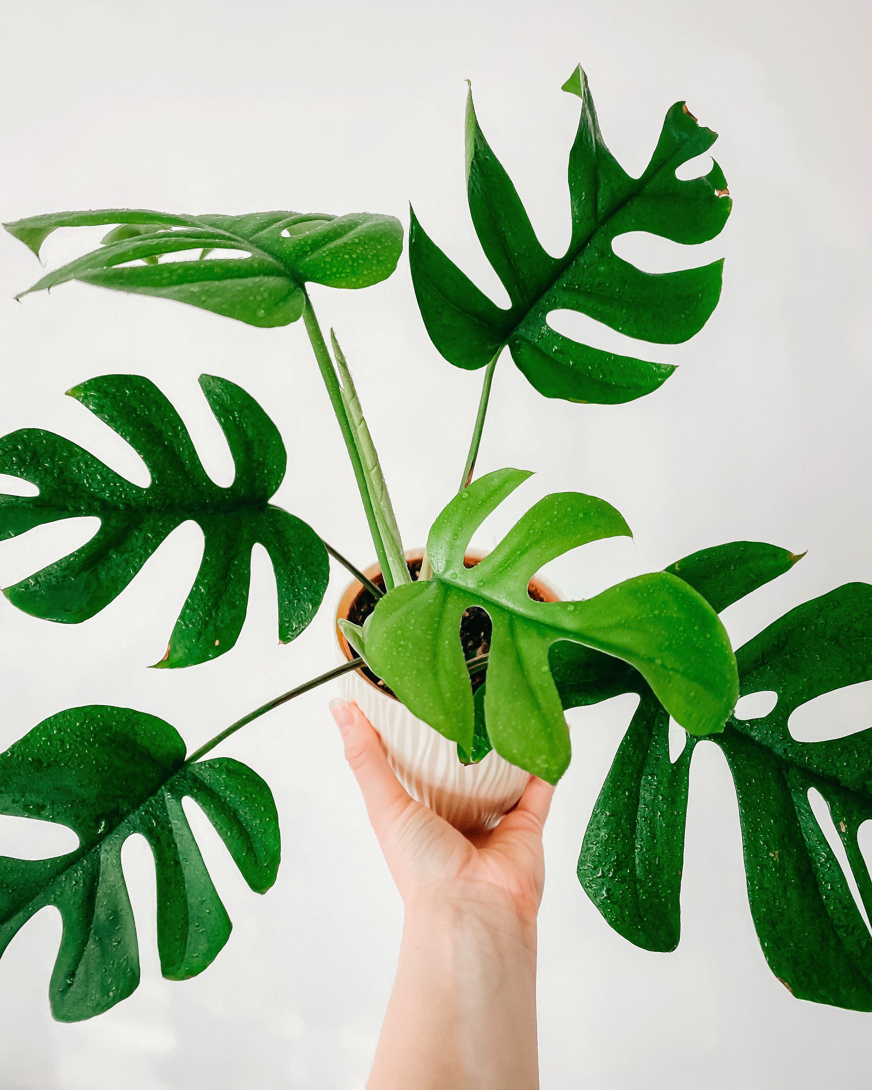 Monstera Albo rooted cutting with active growth plant photo