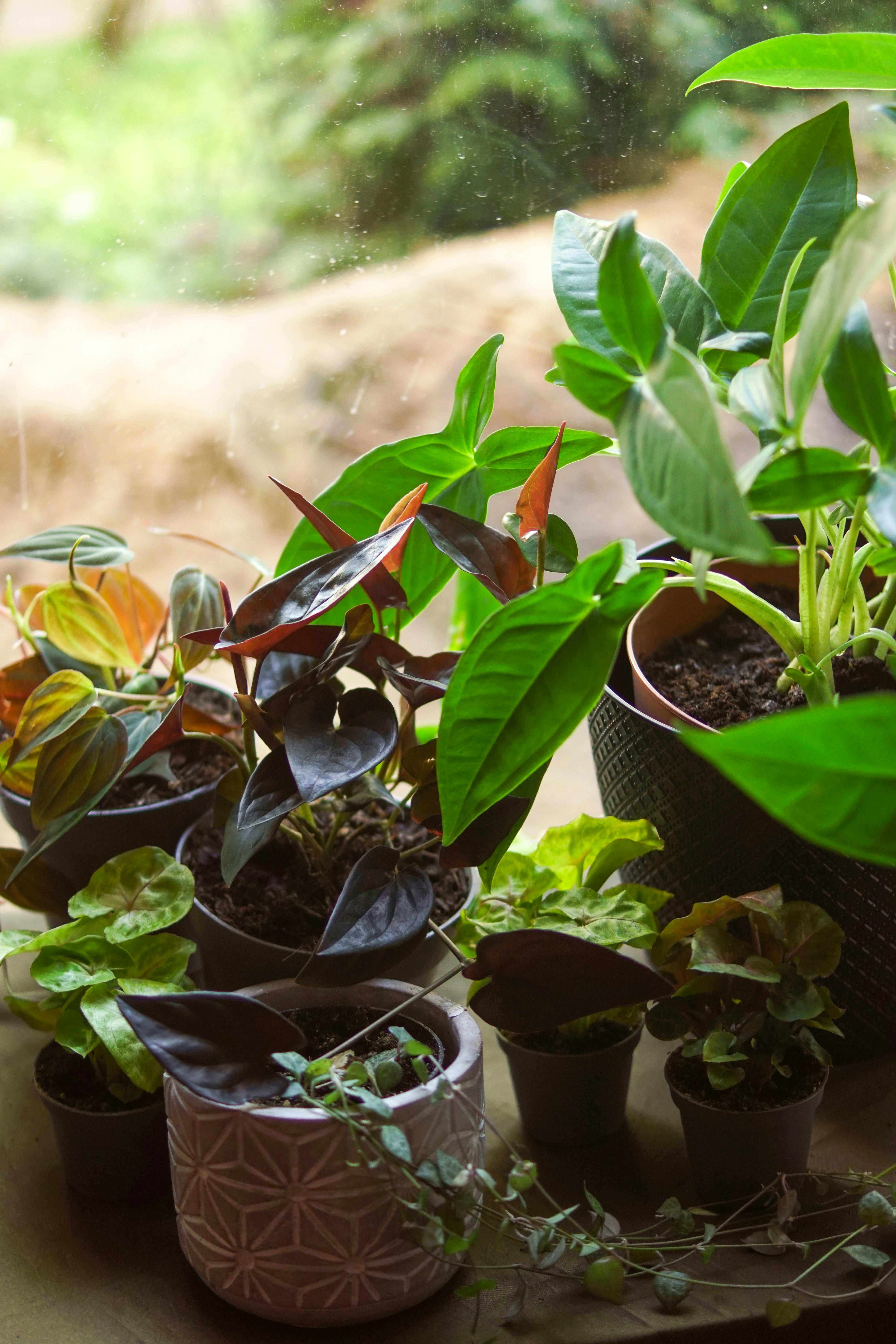 Epipremnum pinnatum Albo cutting plant photo