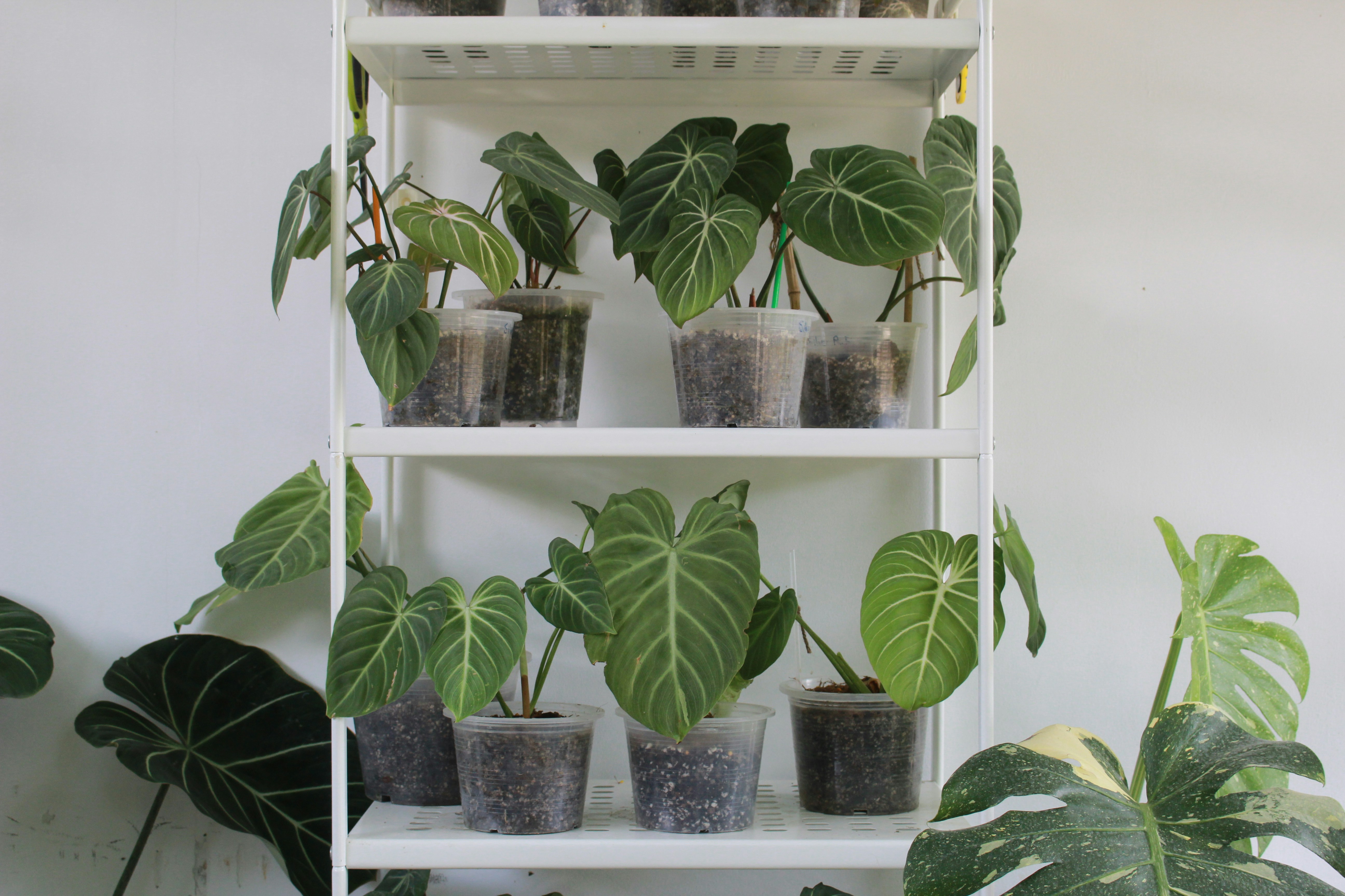 Philodendron gloriosum young crawling plant plant photo